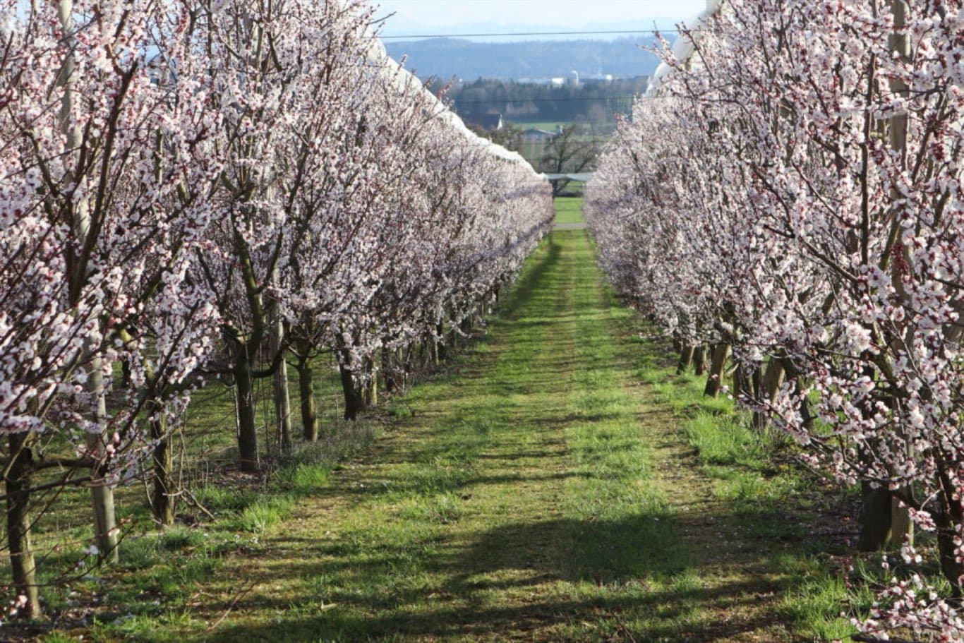 Aprikosenbäume in Blüte, der Beginn des Erntejahrs
